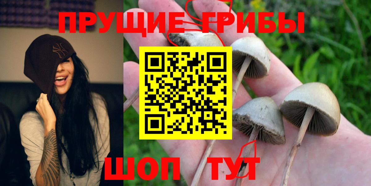 Псилоцибиновые грибы GOLDEN TEACHER Протвино